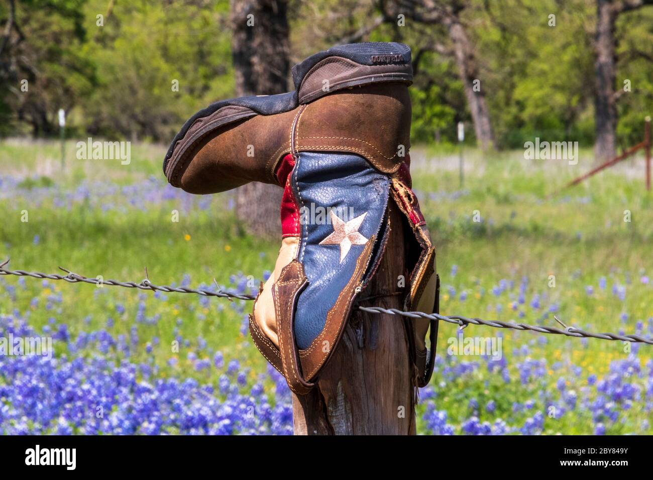 Fredericksburg, Hill Country,Lupinus texensis,Texas,USA,Willow City