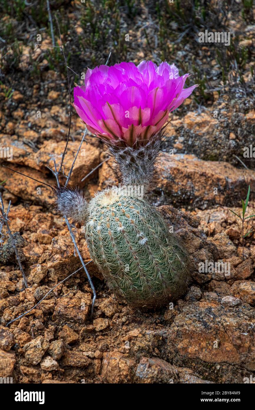 Black Lace Cactus, Echinocereus reichenbachii var. albertii,Fredericksburg,Hill Country,Texas,USA,Willow City Loop,purple flowers,springtime,wildflowe Stock Photo