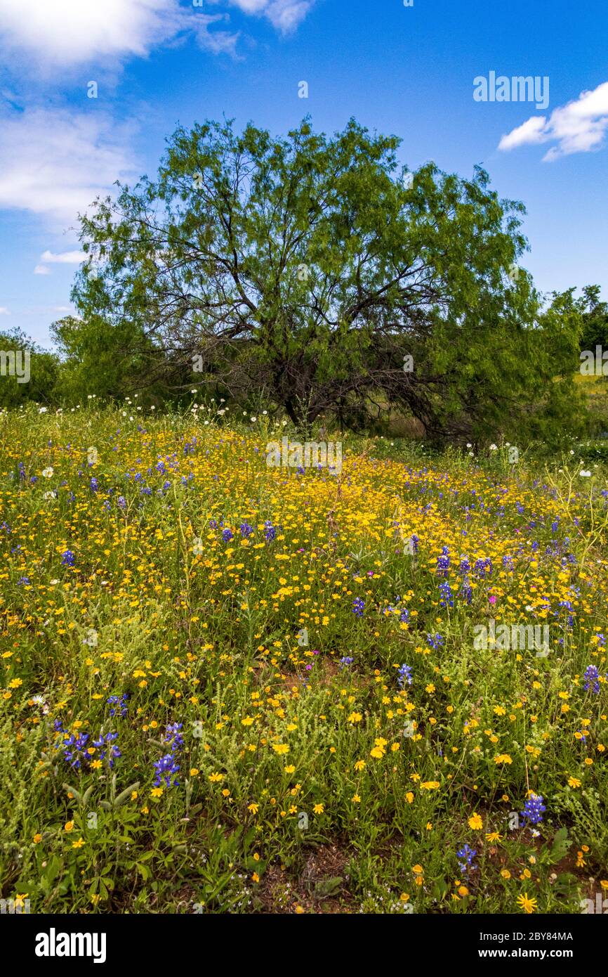 FOUR-NERVE DAISY, Fredericksburg,Hill Country,Hymenoxys scaposa,Perky Sue,Texas,USA,Willow City Loop,springtime,wildflowers Stock Photo