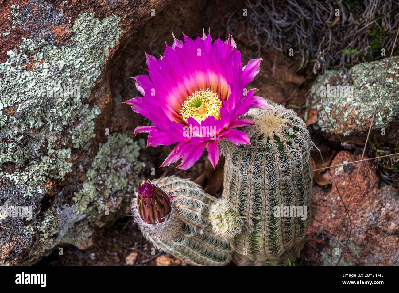 Black Lace Cactus, Echinocereus reichenbachii var. albertii,Fredericksburg,Hill Country,Texas,USA,Willow City Loop,purple flowers,springtime,wildflowe Stock Photo