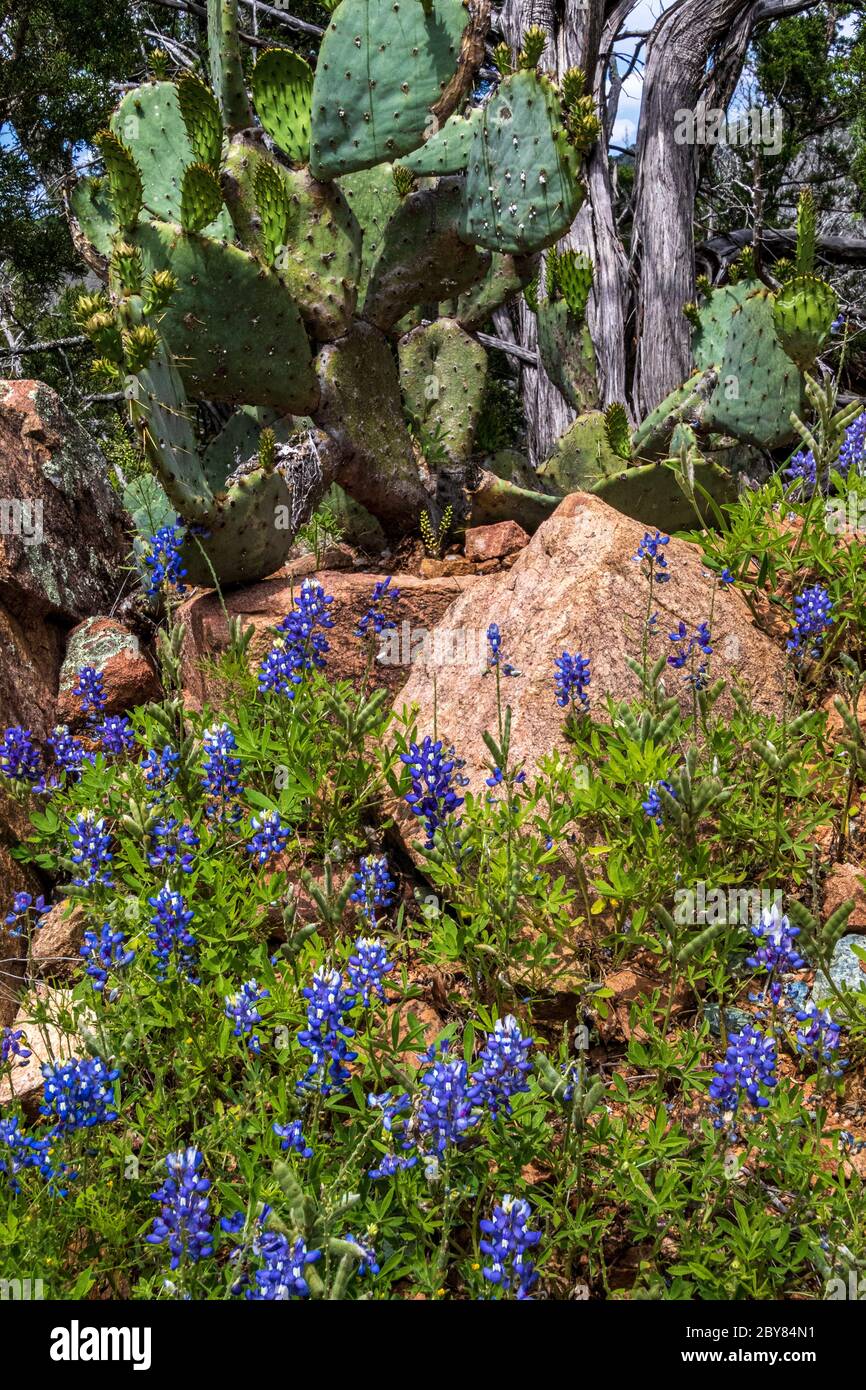 Fredericksburg, Hill Country,Lupinus texensis,Texas,USA,Willow City Loop,bluebonnets,springtime,wildflowers Stock Photo