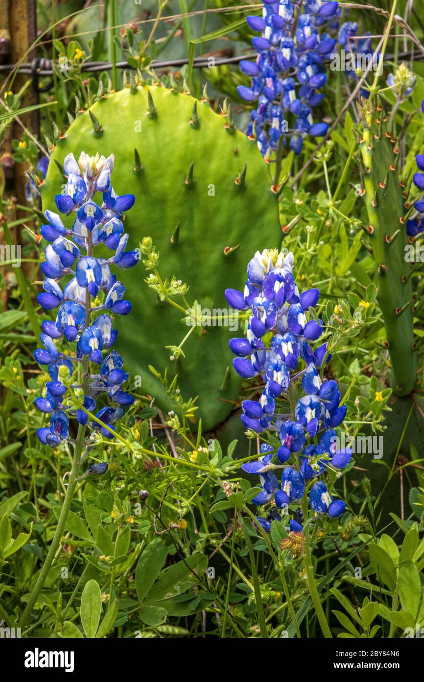 Fredericksburg, Hill Country,Lupinus texensis,Texas,USA,Willow City