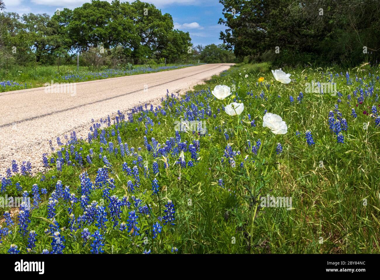 White prickly poppy hires stock photography and images Alamy
