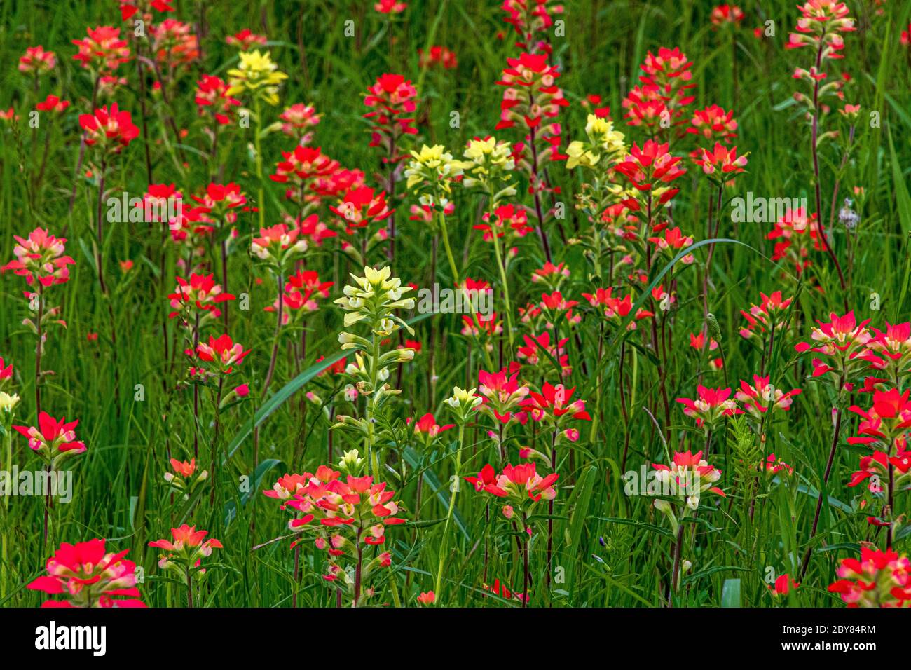 Castilleja indivisa, Ennis,Texas,USA,indian paintbrushes,red,springtime