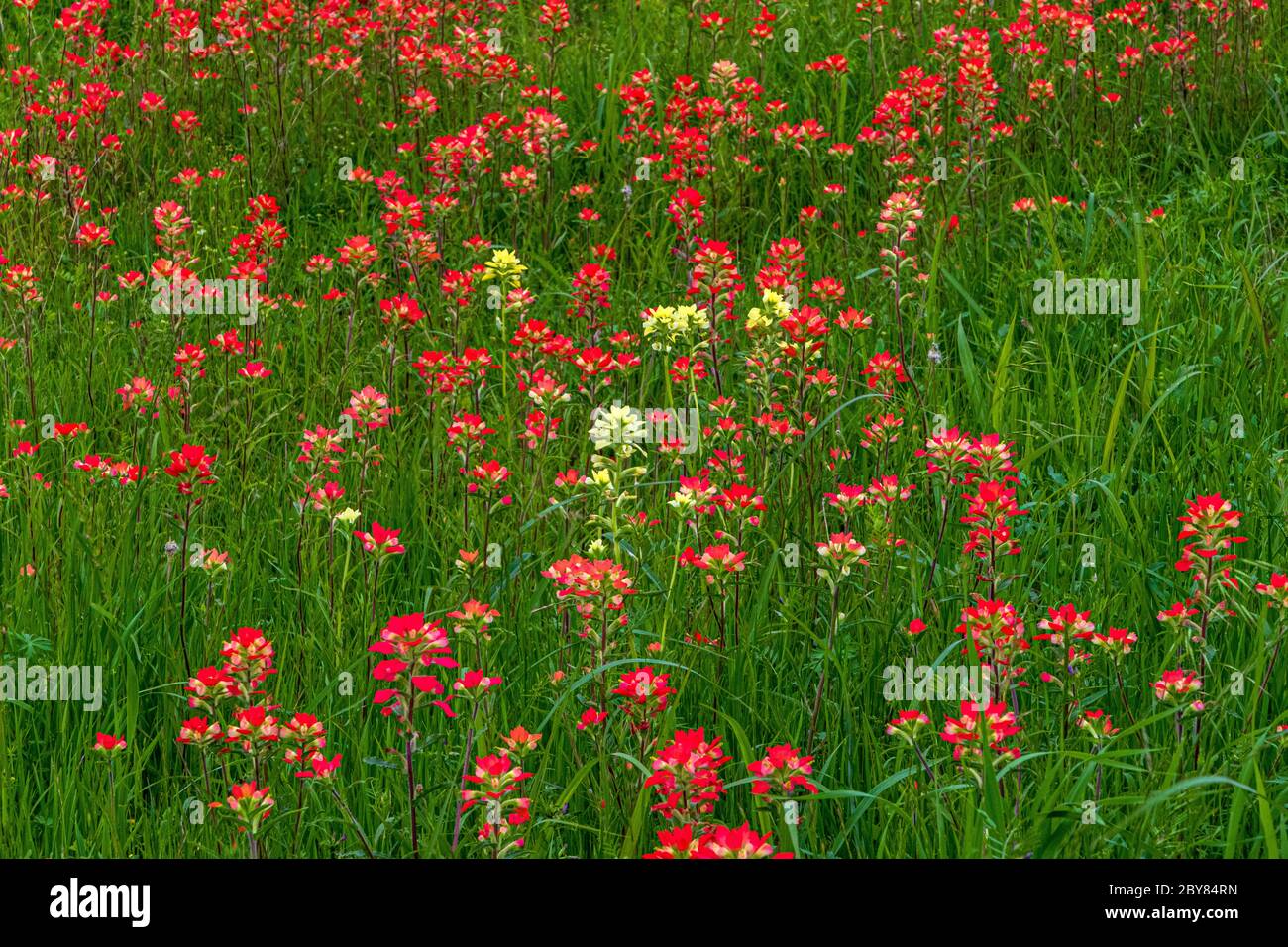 Castilleja indivisa, Ennis,Texas,USA,indian paintbrushes,red,springtime