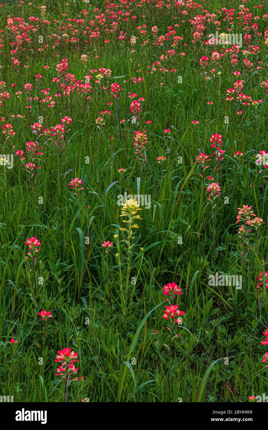 Castilleja indivisa, Ennis,Texas,USA,indian paintbrushes,red,springtime