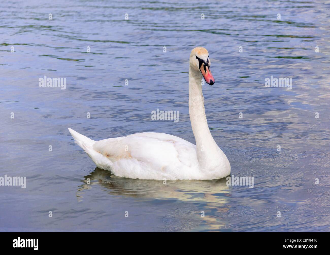 Beautiful mute swan cygnus olor swimming on lake Stock Photo - Alamy