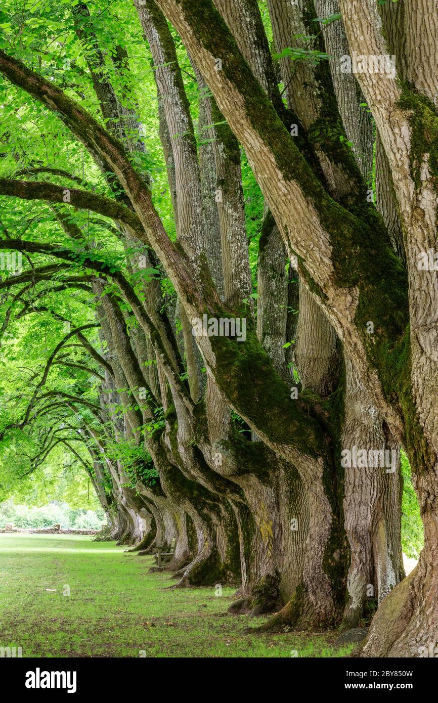 France, Cher, Berry, Route Jacques Coeur, Bruere Allichamps, cistercian Noirlac abbey, alignment of remarkable tercentenary lime trees (Tilia) // Fran Stock Photo