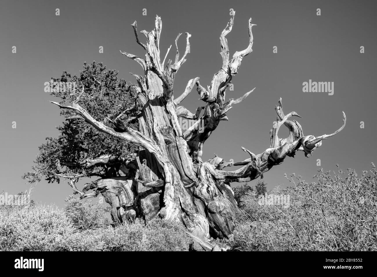 USA, Inyo County, Eastern Sierra, California,The Ancient Bristlecone Pine Forest is a protected area high in the White Mountains in Inyo County in eas Stock Photo