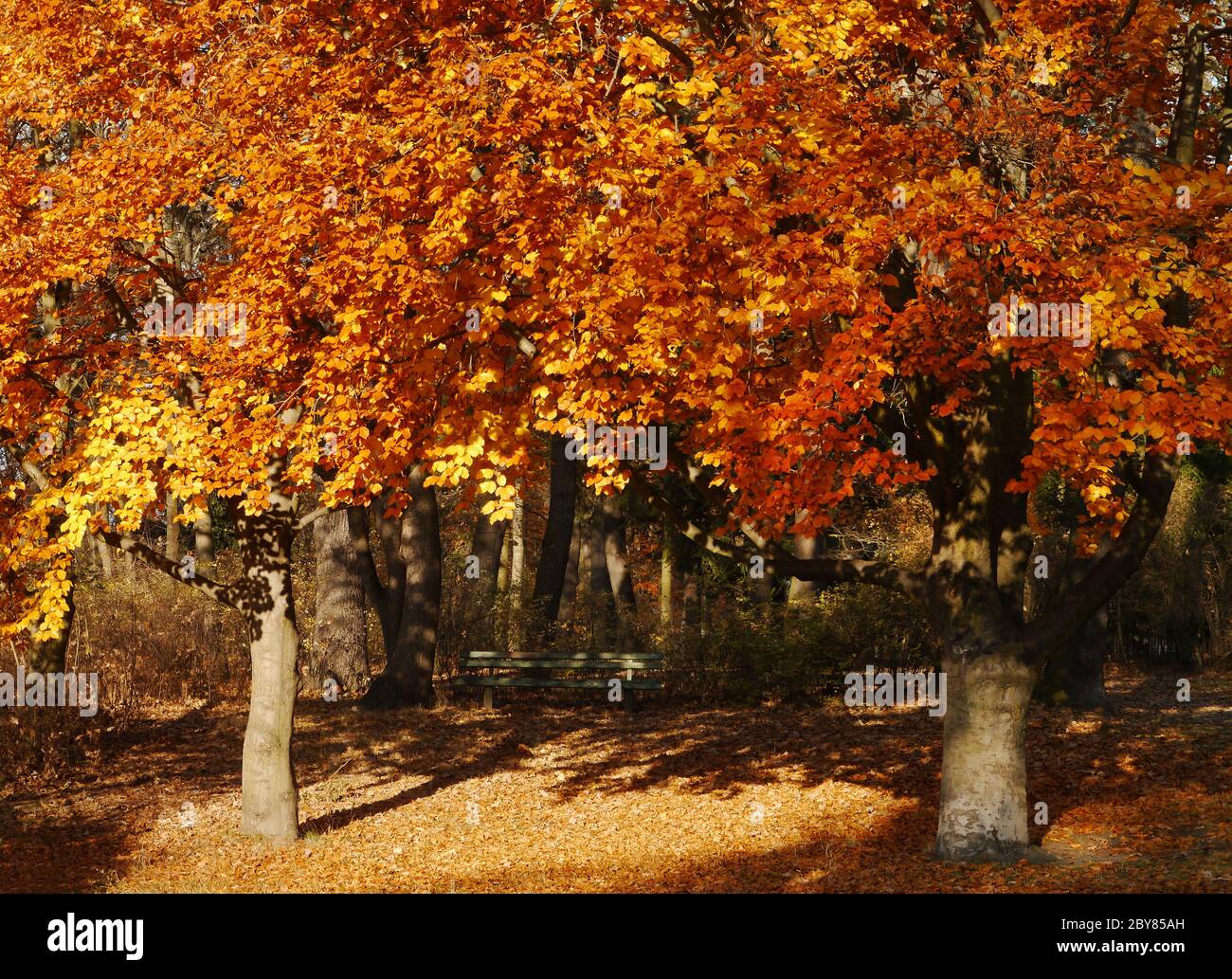 Autumn orange foliage hi-res stock photography and images - Alamy