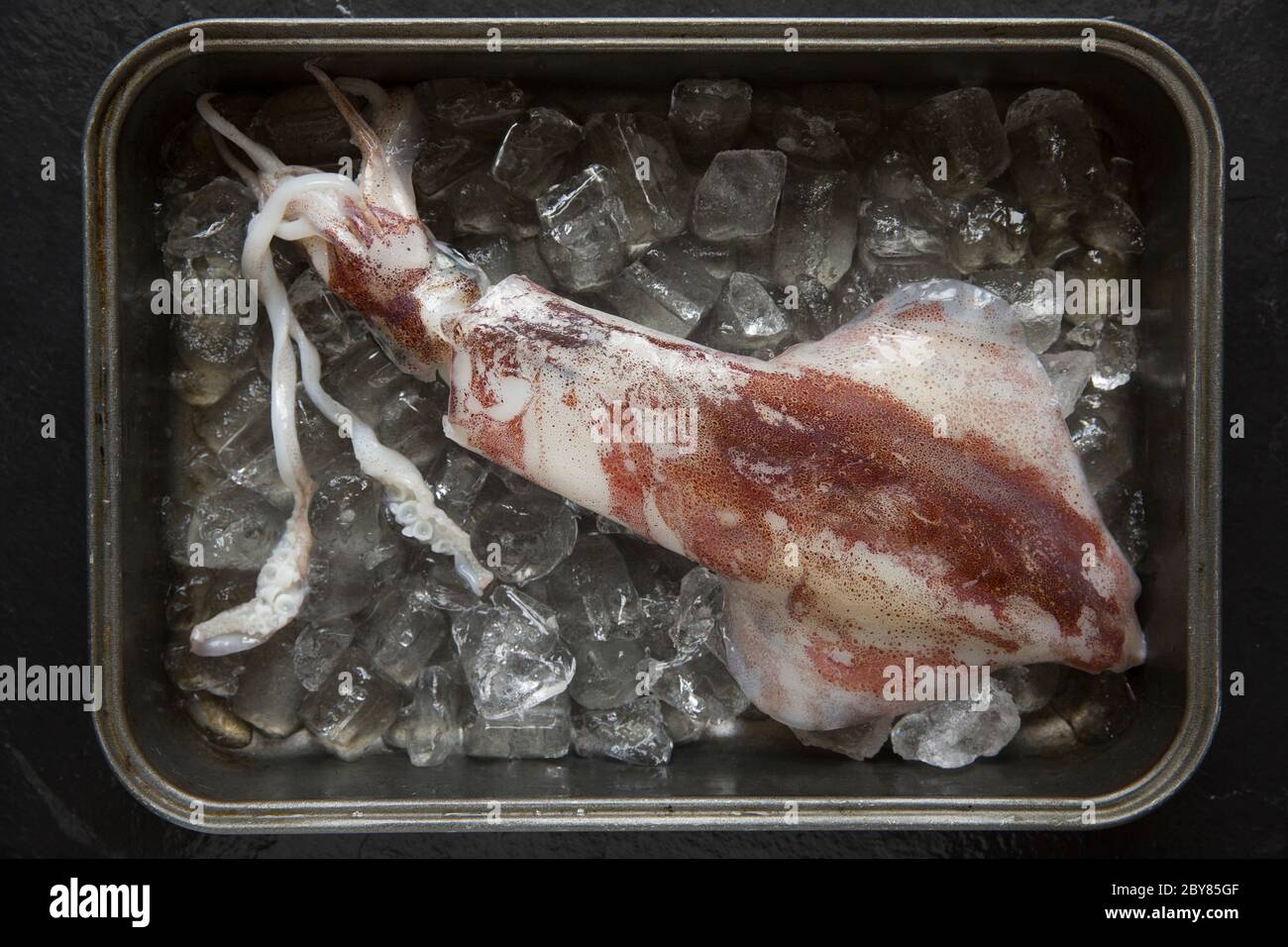 Fresh, raw, uncooked squid, Loligo vulgaris, that was caught on rod and