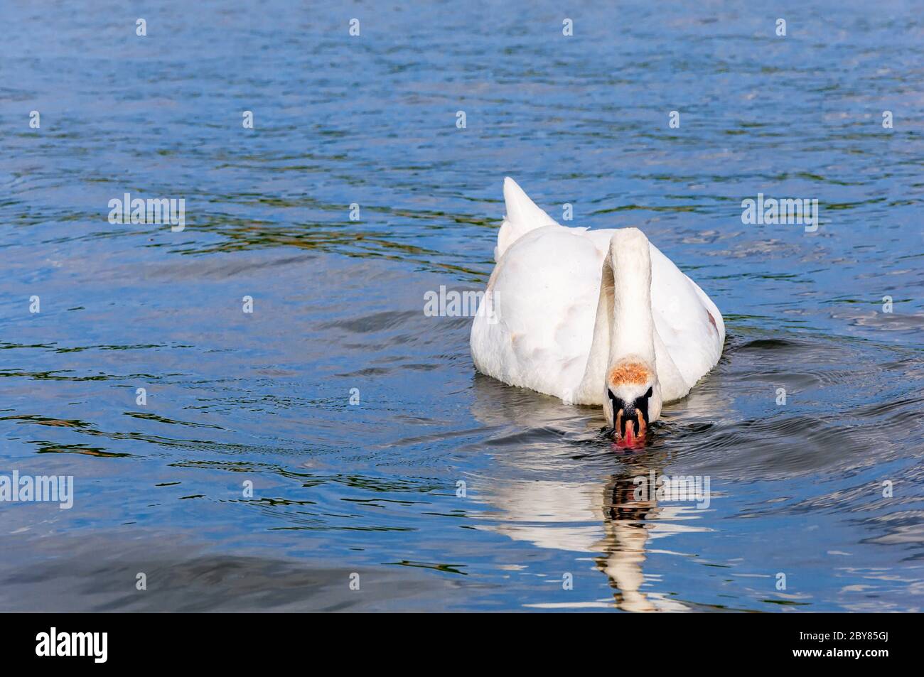 Beautiful mute swan cygnus olor swimming on lake and find something to ...