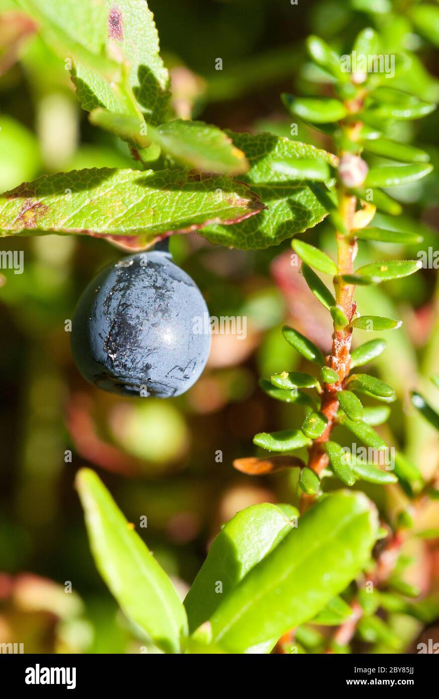 whortleberry ripening in a wood Stock Photo