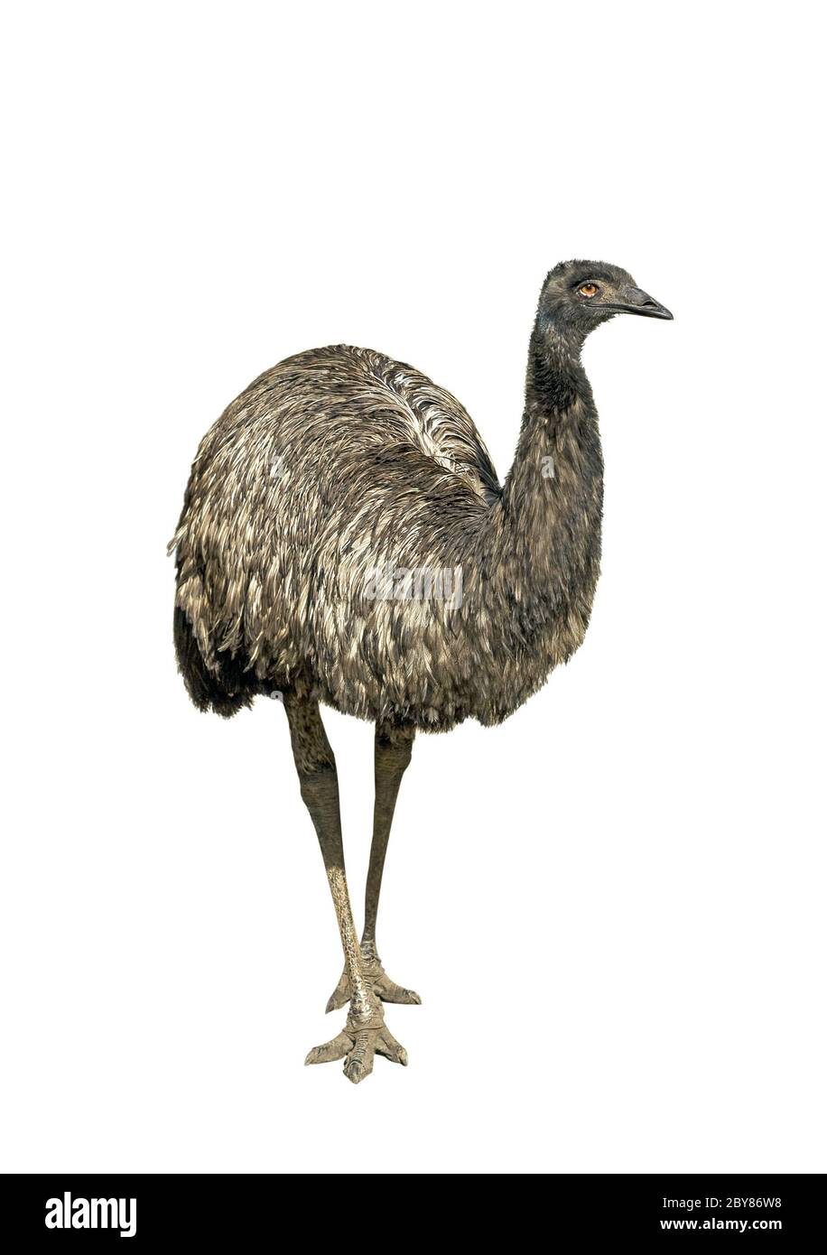 Ostrich emu isolated over white background Stock Photo