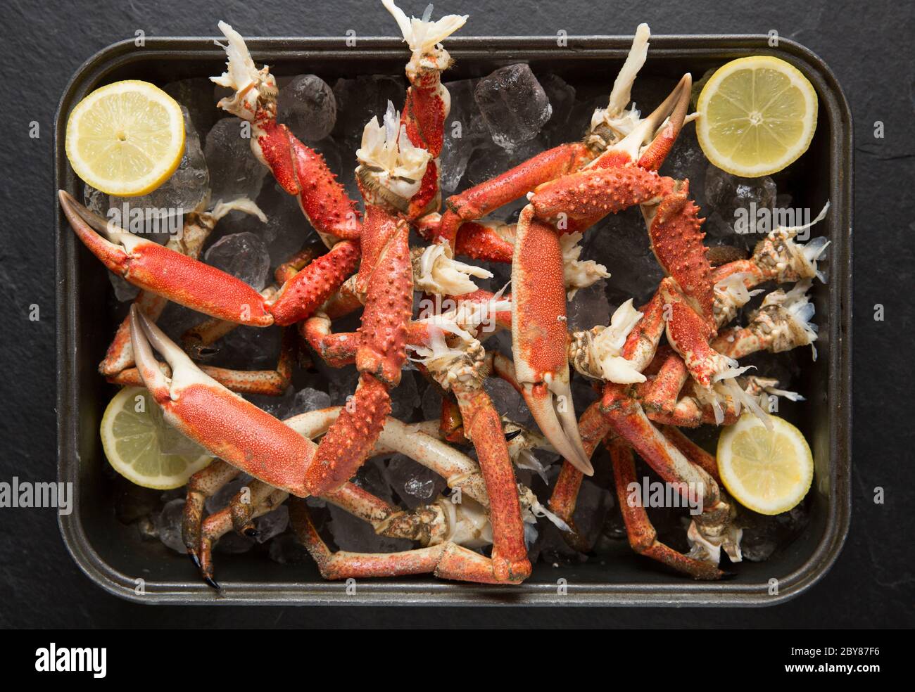 Boiled, cooked spider crab legs, Maja brachydactyla, caught in the English Channel that have been chilled on ice. White crab meat can be extracted fro Stock Photo