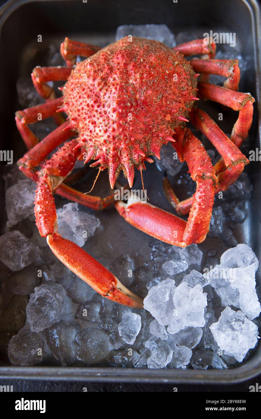 A boiled, cooked spider crab, Maja brachydactyla, caught in the English Channel that has been chilled on ice. Dorset England UK GB Stock Photo