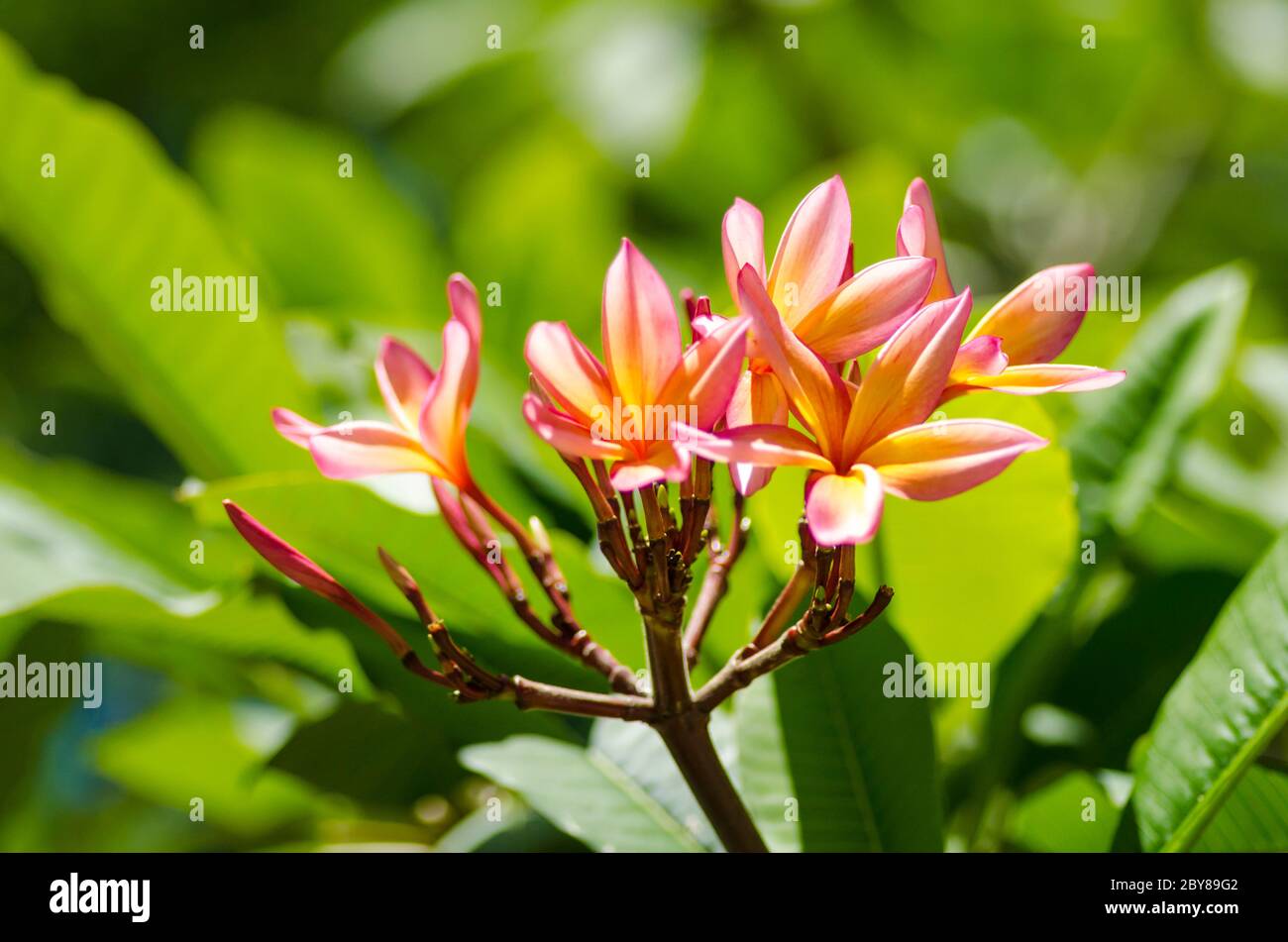 Beautiful Red Frangipani flowers, Plumeria genus of flowering plants in the family Apocynaceae. Stock Photo