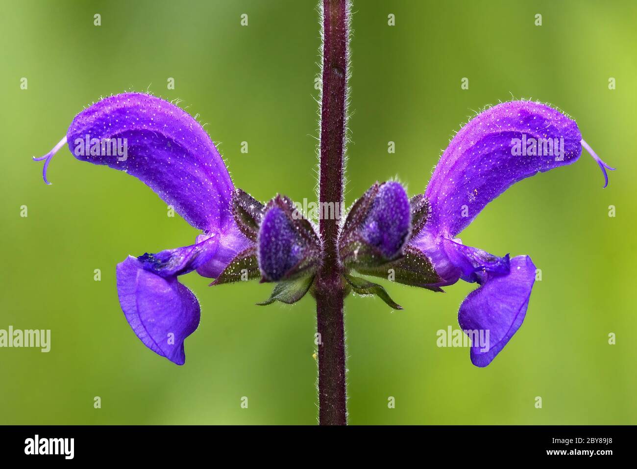 violet  glechoma hederacea labiate Stock Photo