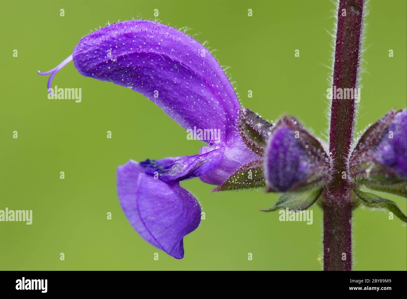 violet  glechoma hederacea hirsuta labiate Stock Photo
