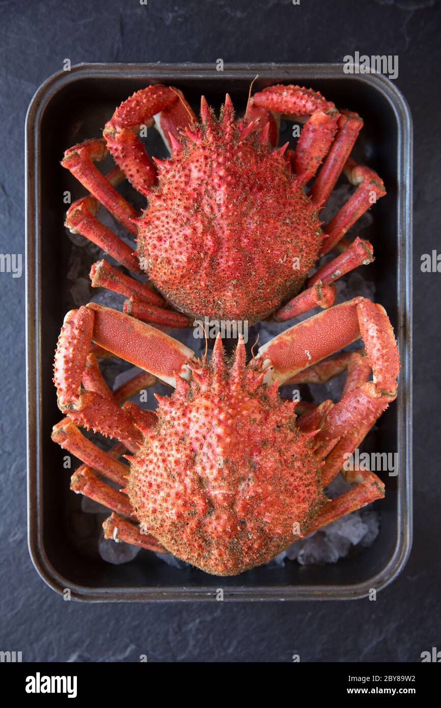 Two boiled, cooked spider crabs, Maja brachydactyla, caught in the English Channel that have been chilled on ice. Dorset England UK GB Stock Photo