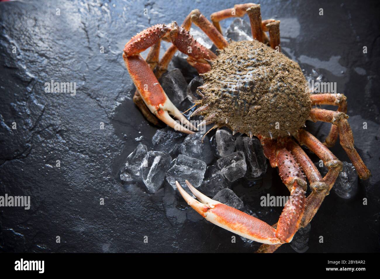 A raw, uncooked spider crab, Maja brachydactyla, caught in the English Channel that has been chilled on ice. Dorset England UK GB Stock Photo