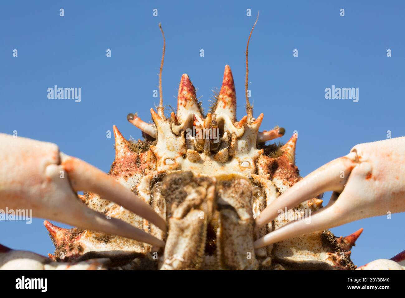 A raw, uncooked spider crab, Maja brachydactyla, caught in the English Channel. Dorset England UK GB Stock Photo