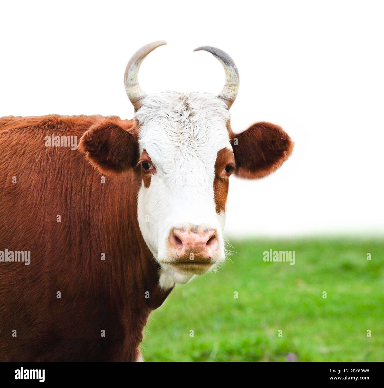 Close up portrait of the white and brown cow Stock Photo - Alamy