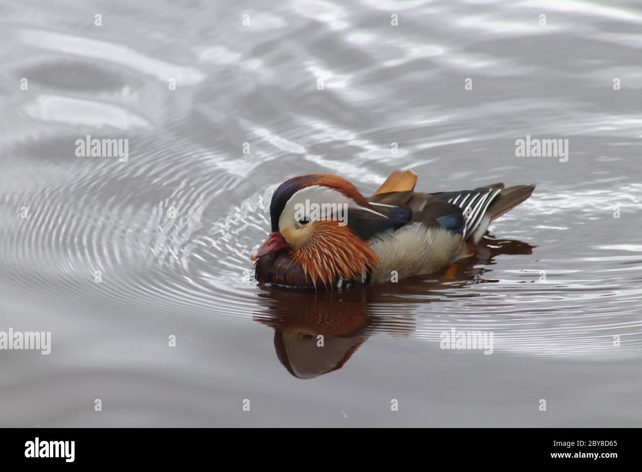 Mandarin duck swimming Stock Photo - Alamy