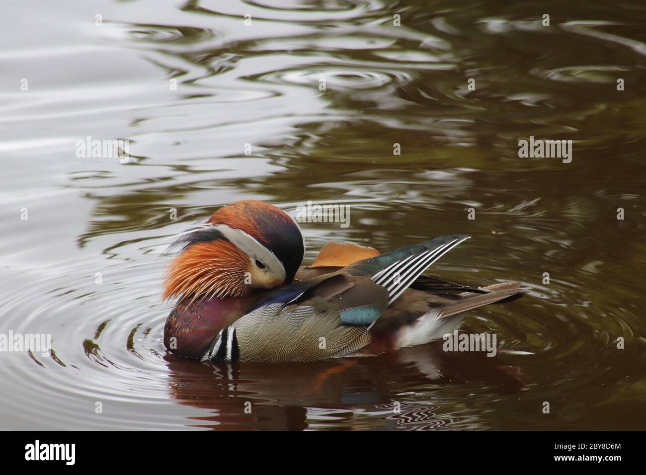 Mandarin duck swimming Stock Photo - Alamy