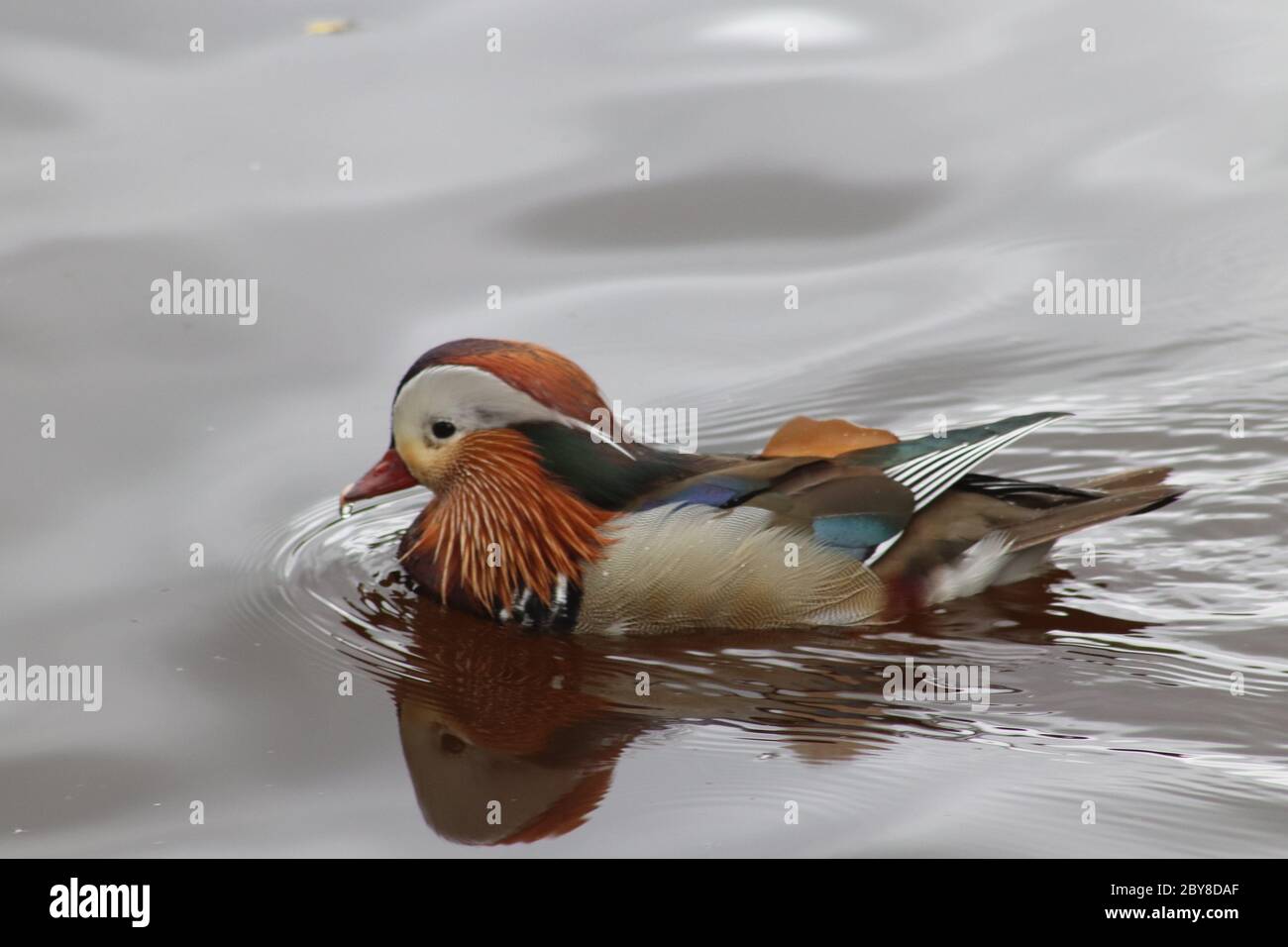 Mandarin duck swimming Stock Photo - Alamy