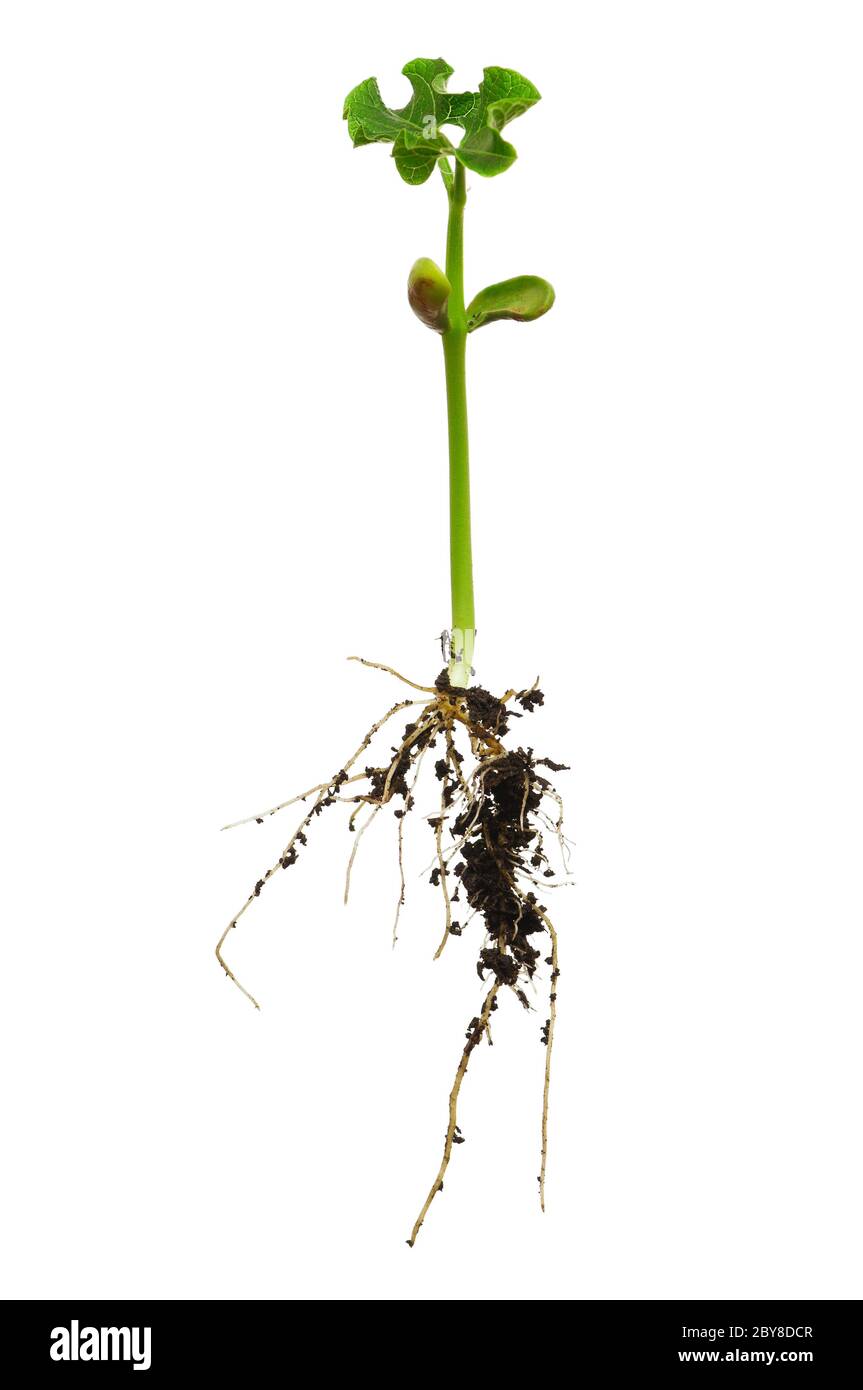 Pea plant roots hires stock photography and images Alamy