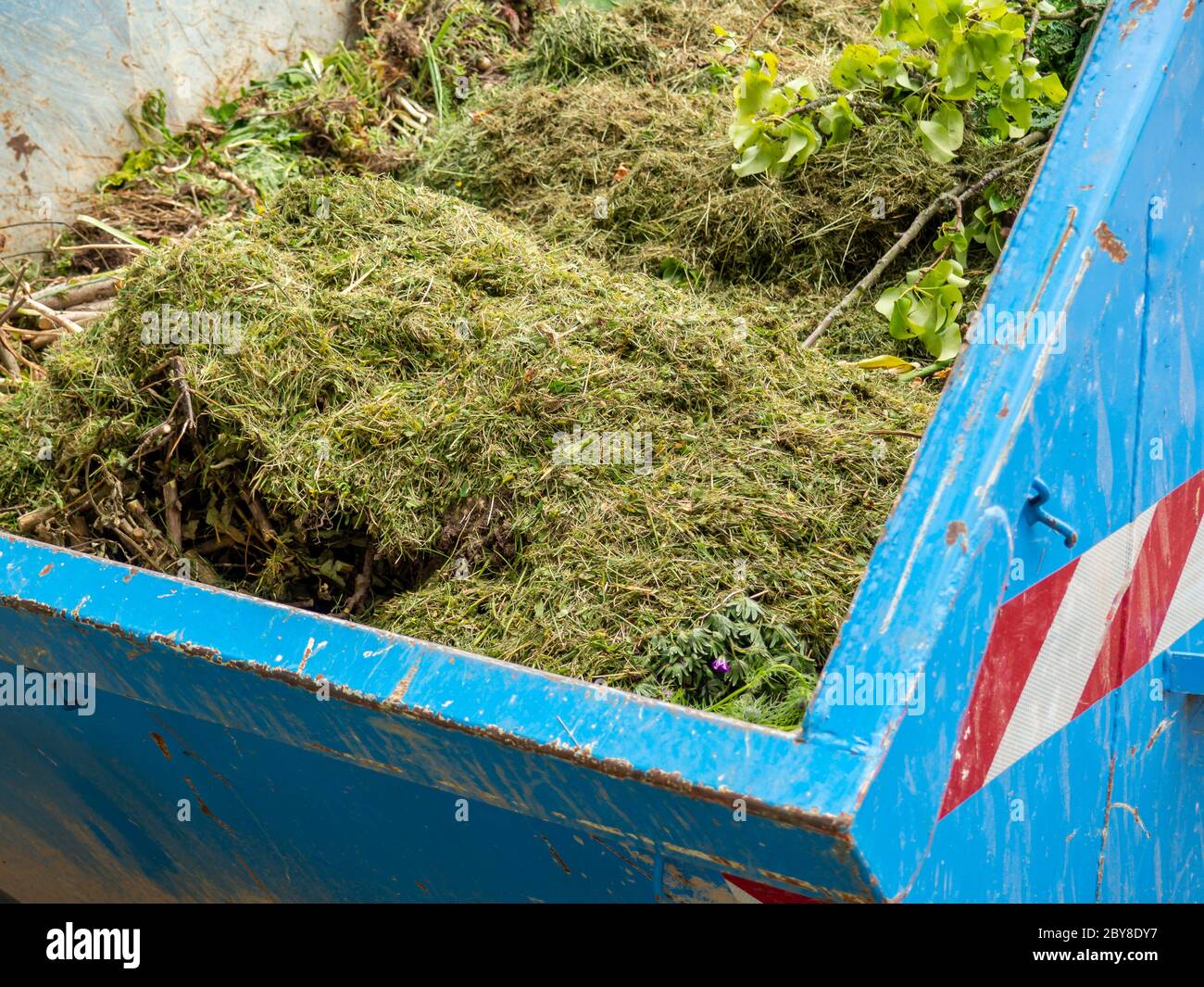 Lawn clippings in the green waste container Stock Photo