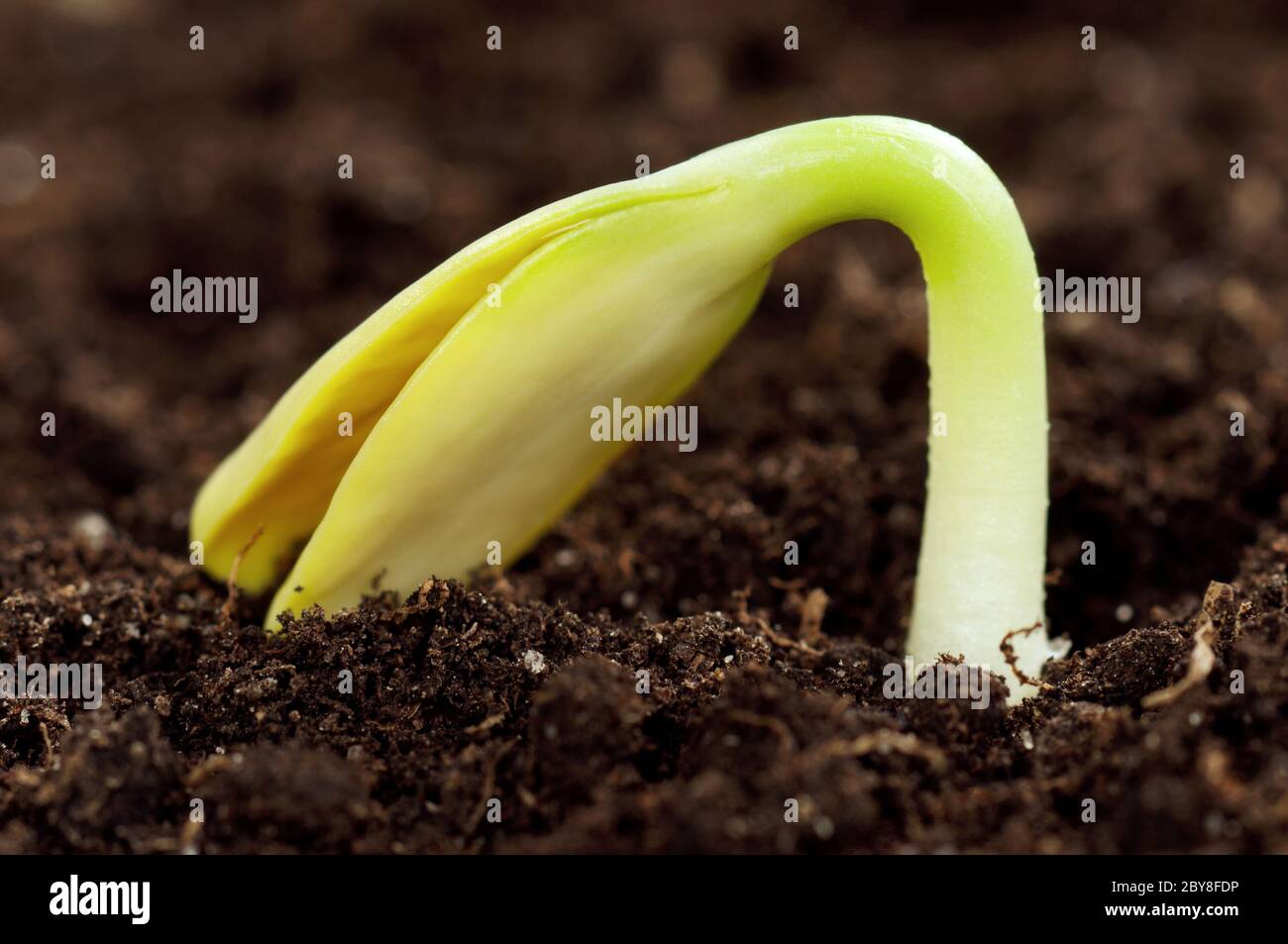 Green seedling Stock Photo