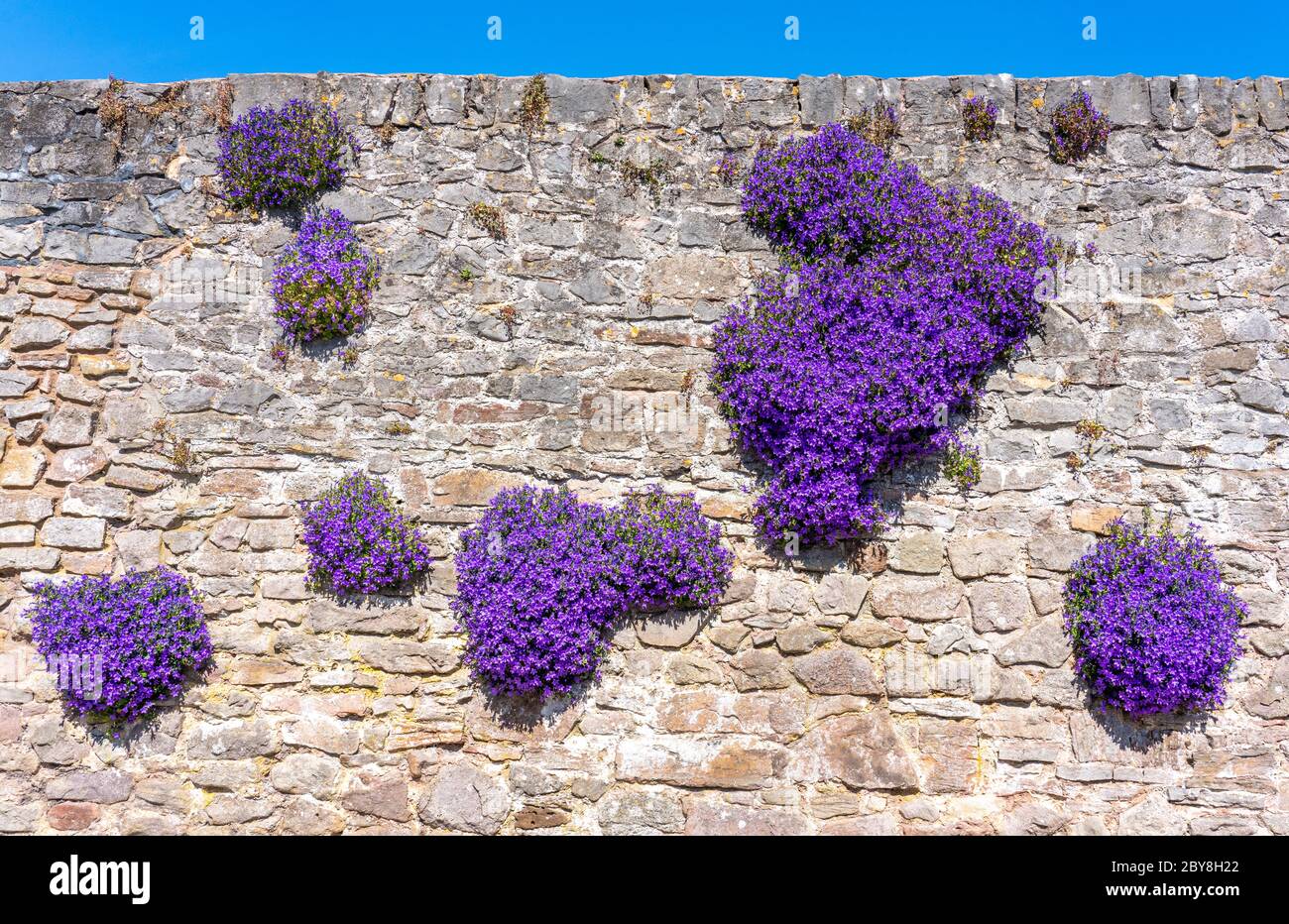Campanula garganica ' Mrs Resholt ' the Adriatic Bellflower flourishing in cracks in a wall in Somerset UK Stock Photo