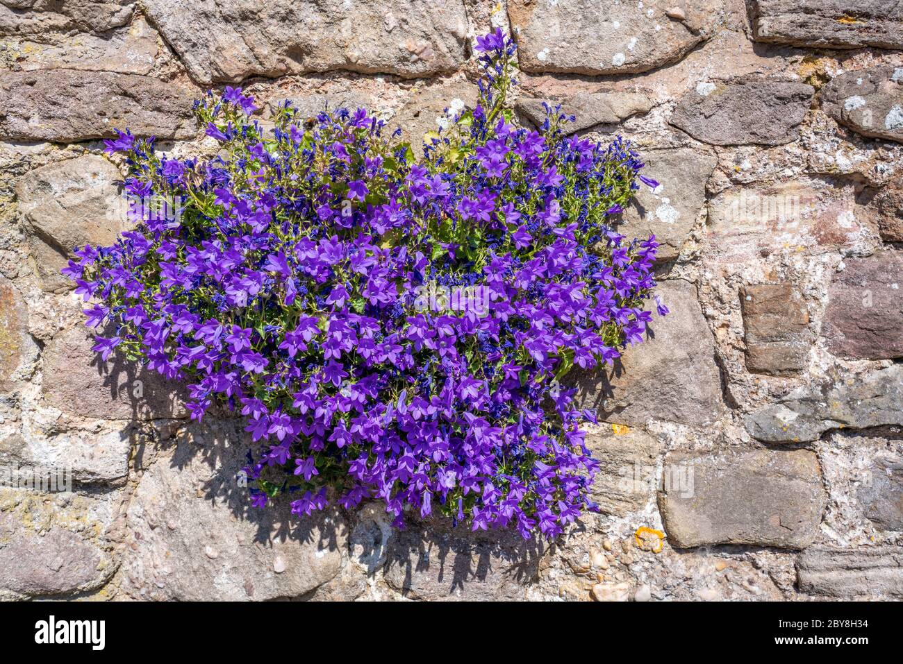 Campanula garganica ' Mrs Resholt ' the Adriatic Bellflower flourishing in cracks in a wall in Somerset UK Stock Photo