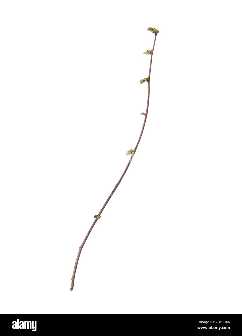 Branch of tree Stock Photo Alamy