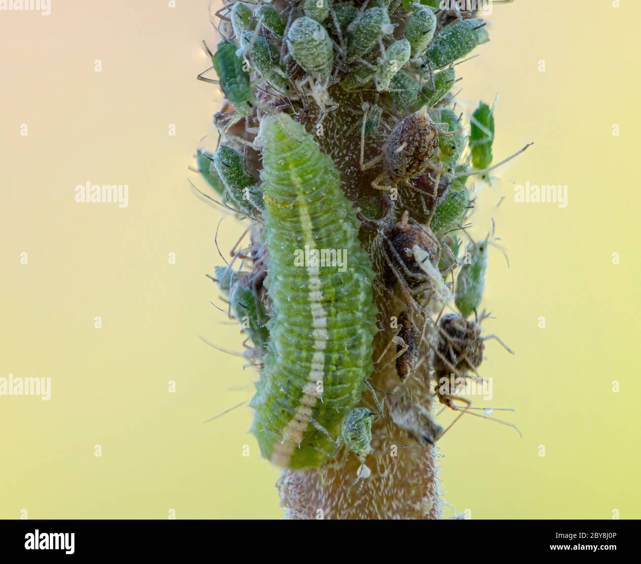 Coccinellidae, a larva, sits on a branch and eats aphids. Stock Photo