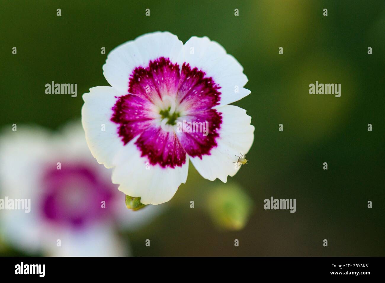 A aphid on the petal of amaiden pink 'Arctic Fire' (Dianthus deltoides 'Arctic Fire') Stock Photo