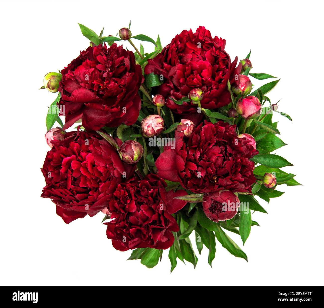 Peony flowers bouquet isolated on white background. Dark red flower head Stock Photo