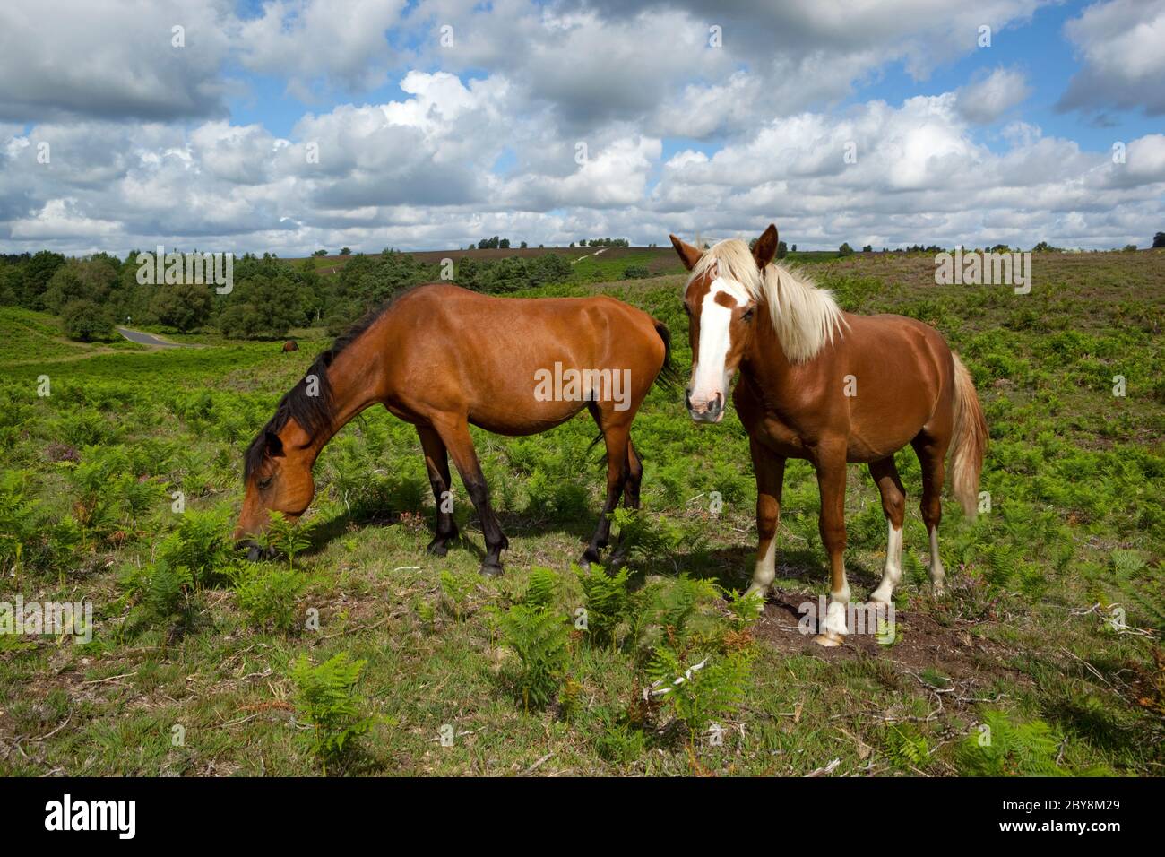 New Forest. New Forest ponies on Rockford Common, near Ringwood, New Forest, Hampshire, England, United Kingdom Stock Photo