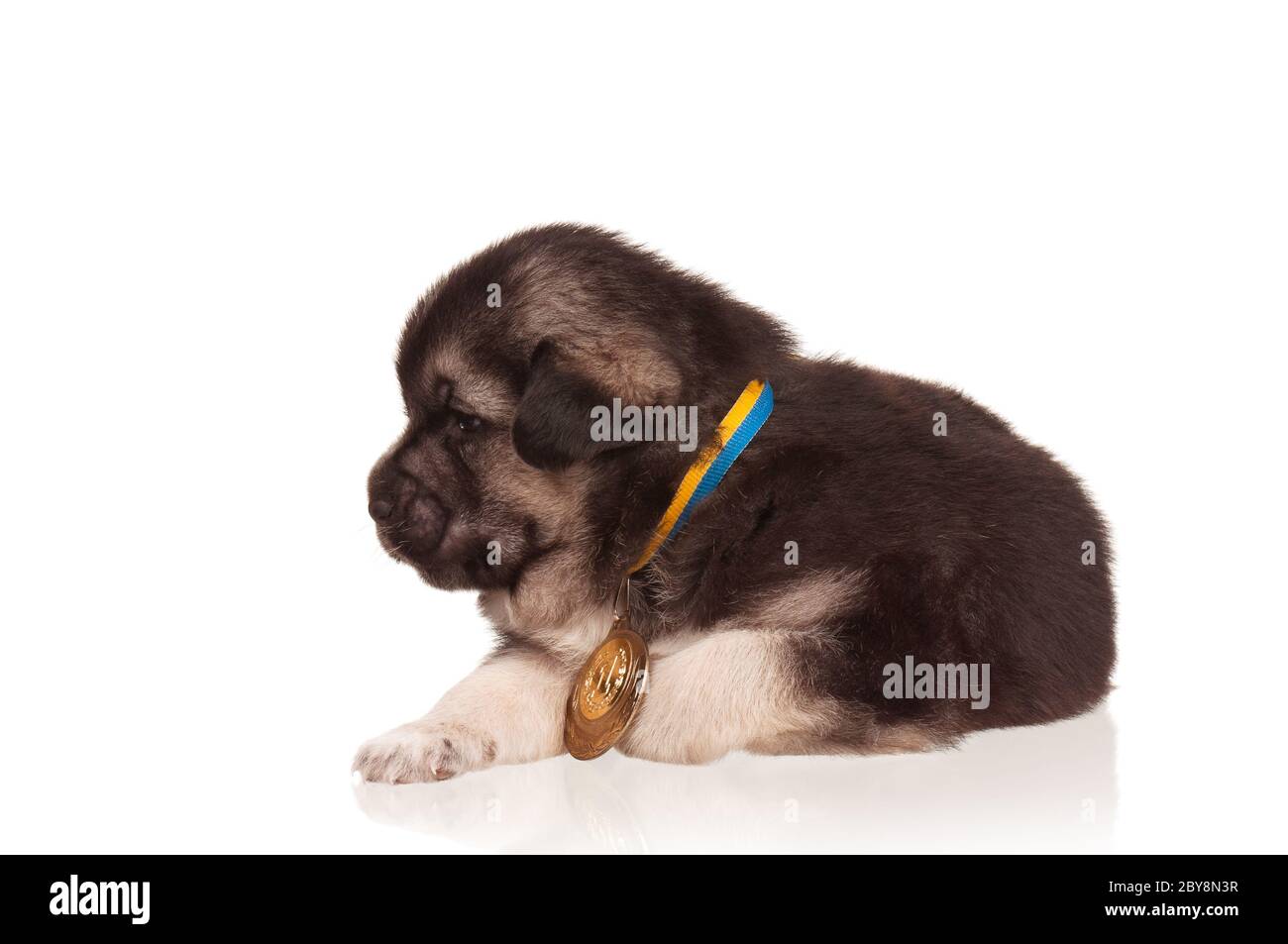 Cute puppy Stock Photo