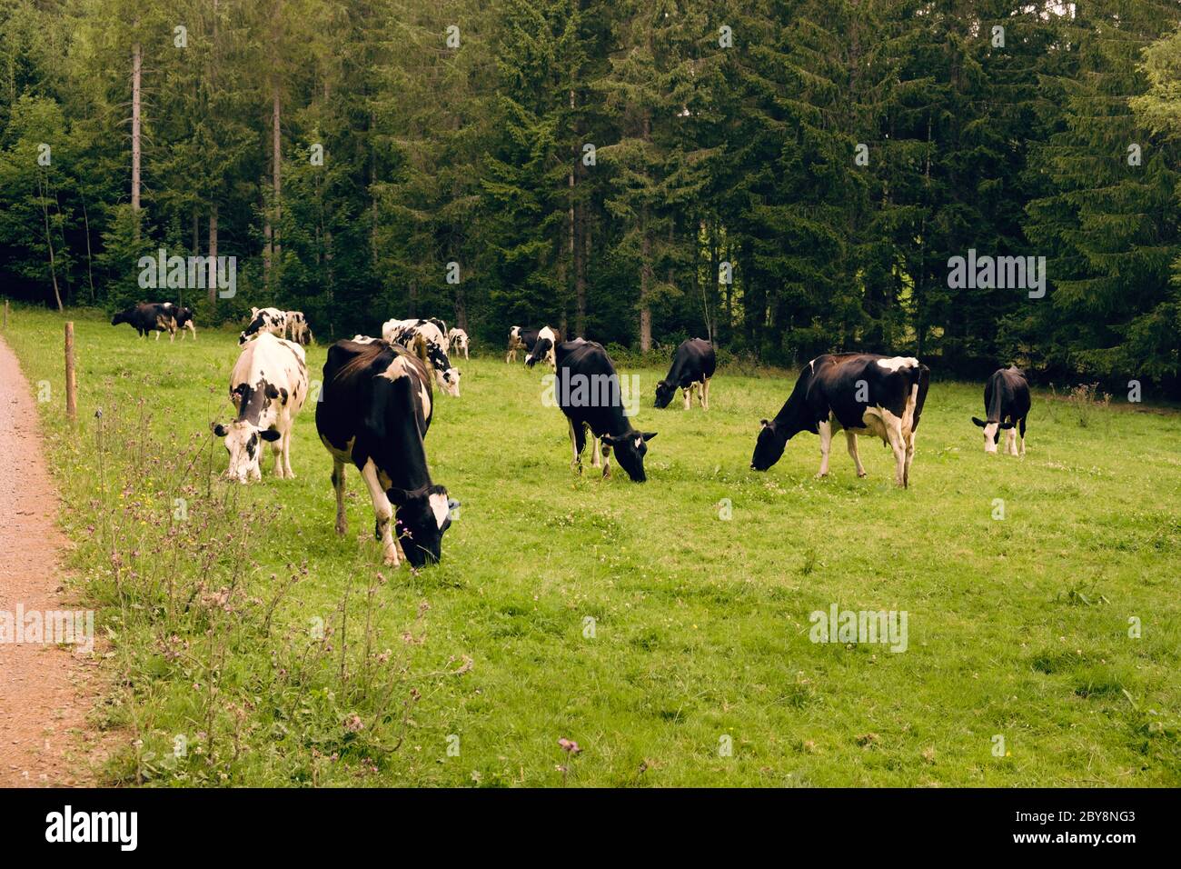 Holstein Friesian cows grazing on a fresh green pasture; line of pine ...