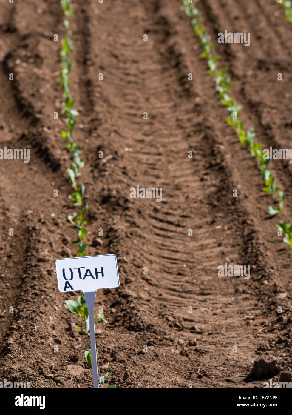 Rows of labelled cabbage plant seedlings growing in field, East Lothian, Scotland, UK Stock Photo