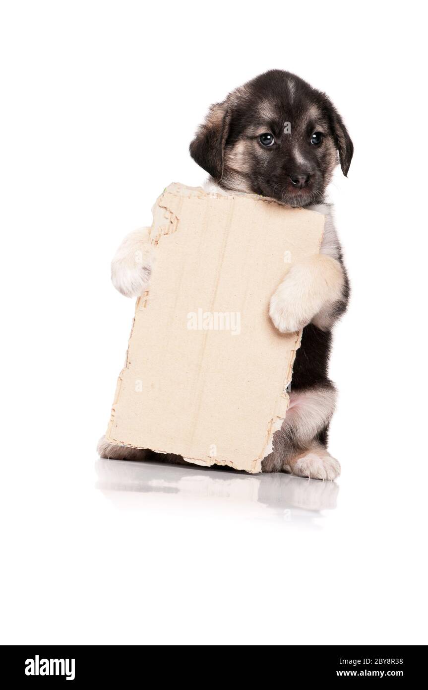 Puppy with paper Stock Photo - Alamy