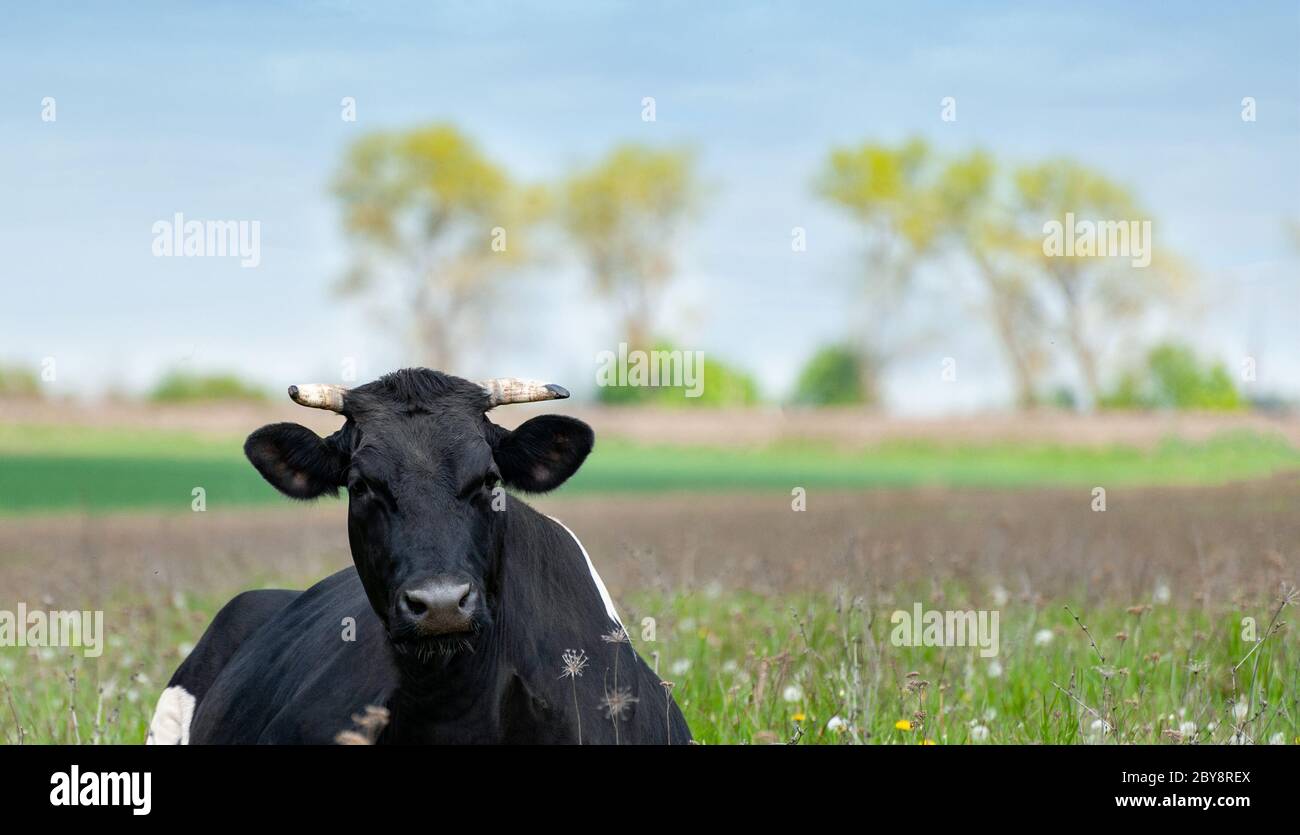 The cow is lying in the grass. Cow on a summer pasture Stock Photo - Alamy