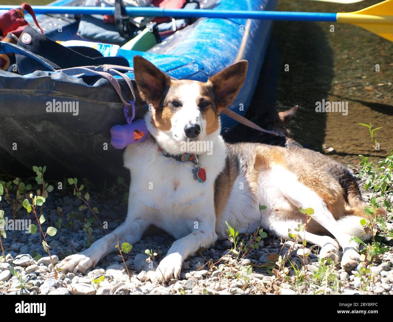 Dog relaxes on river rafting trip Stock Photo