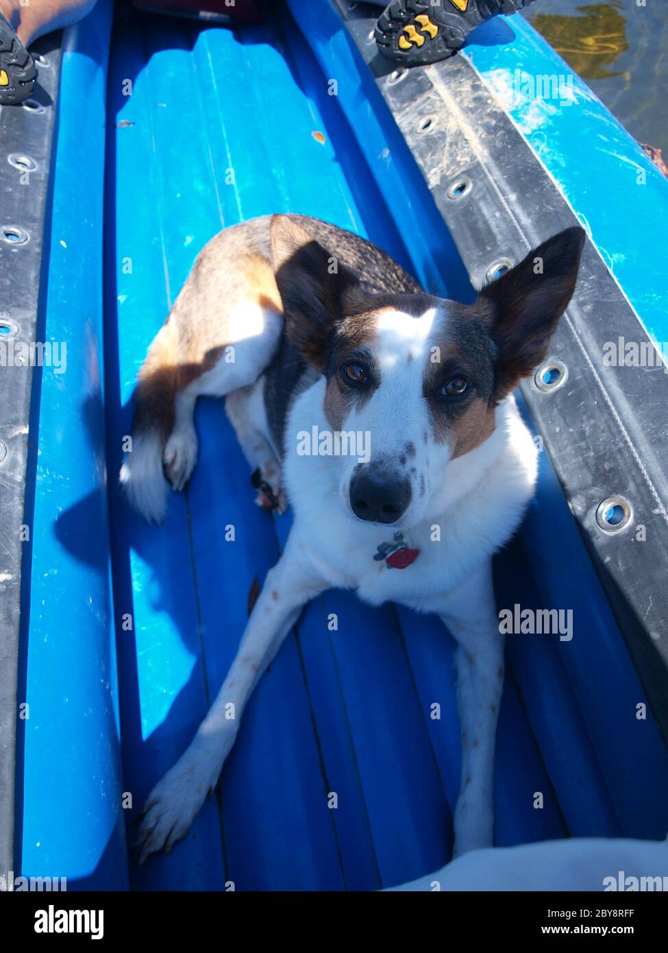 Dog awaits river rafting trip Stock Photo