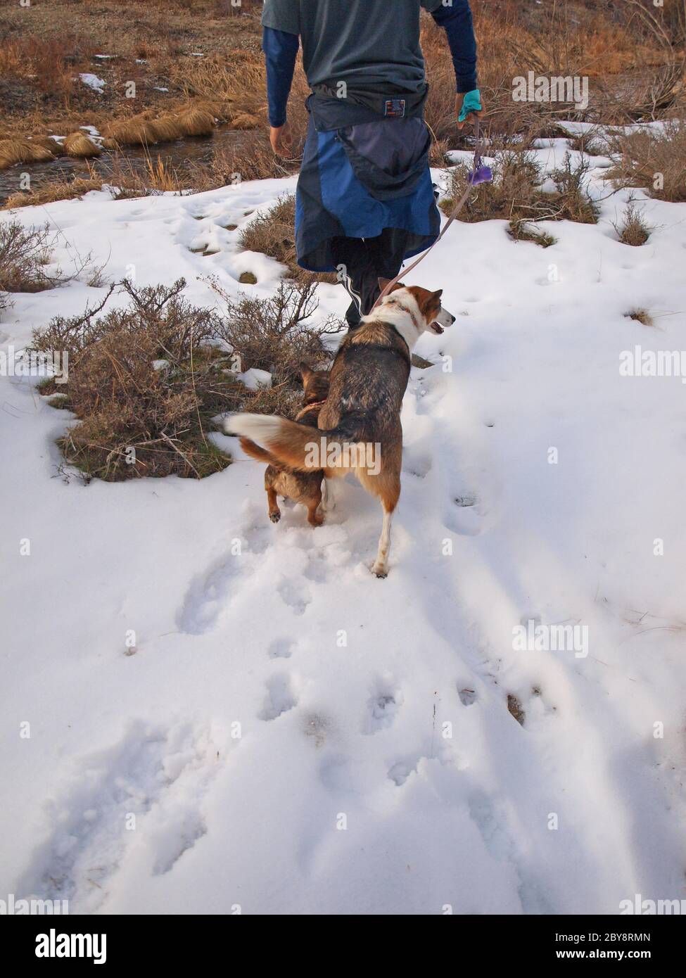 Dogs walk with owner on snowy trail Stock Photo