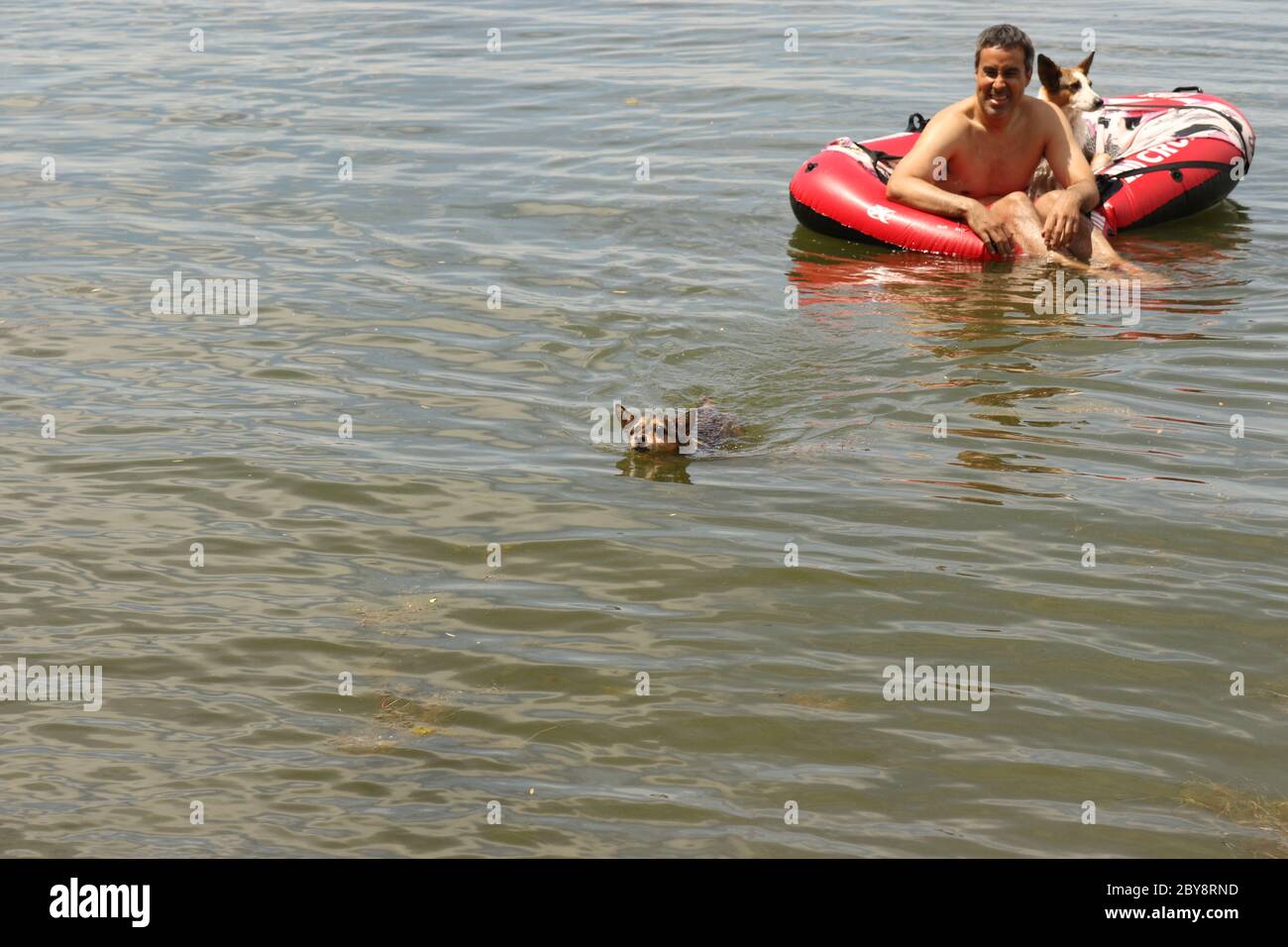 Little dog jumps from raft and paddles to shore Stock Photo - Alamy