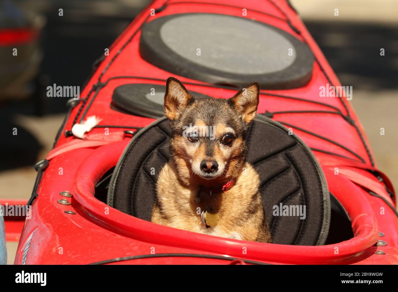 Dog in kayak on trailer Stock Photo Alamy